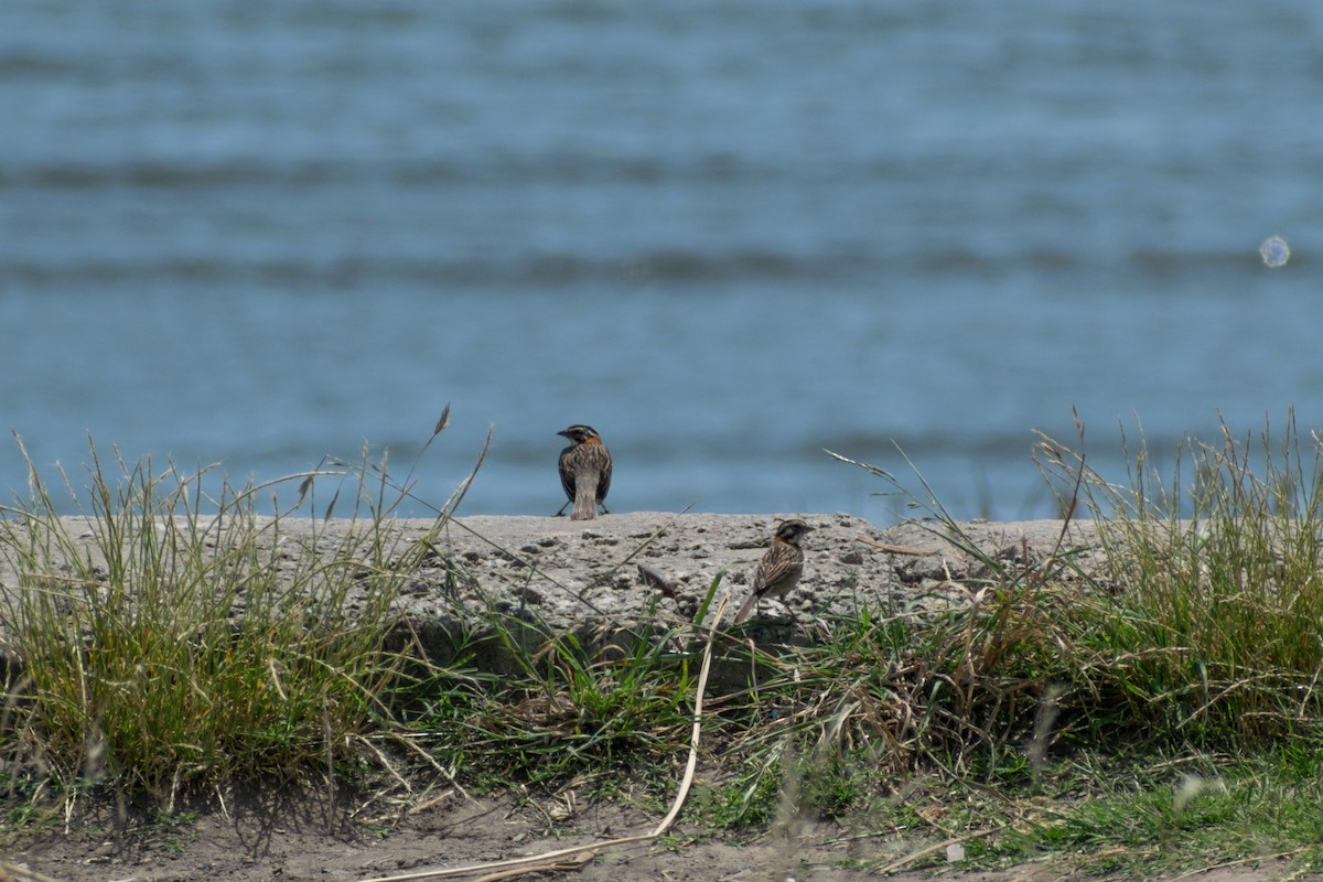 Рыжешейная зонотрихия - ML646662574