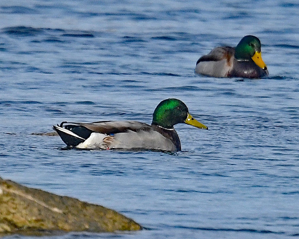 Germano reale - ML646662575