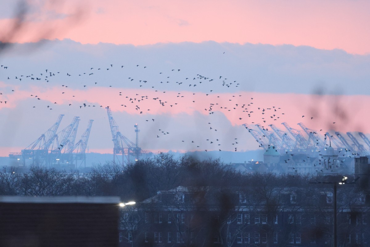 Ringelgans - ML646662578