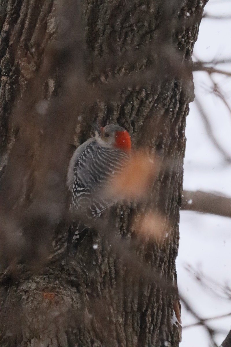 Red-bellied Woodpecker - ML646662579