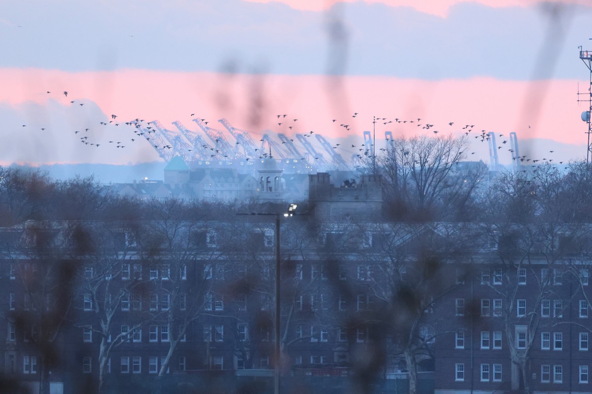 Ringelgans - ML646662580