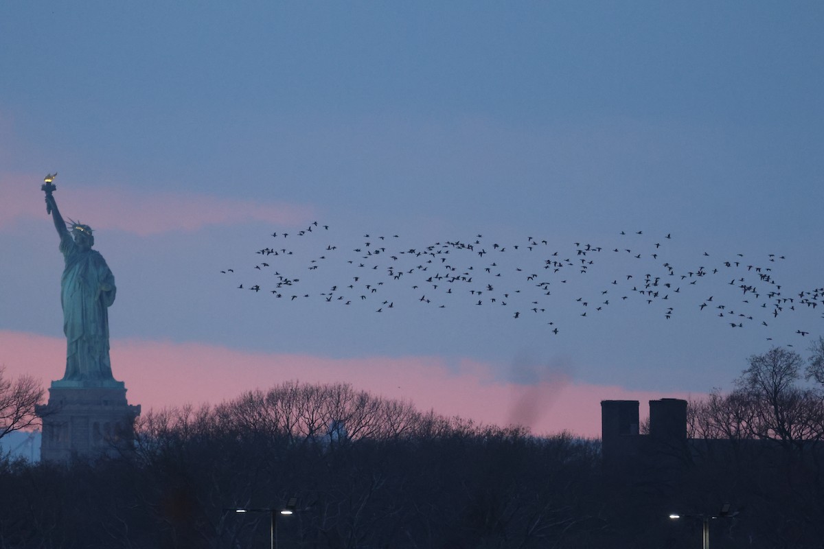 Ringelgans - ML646662582