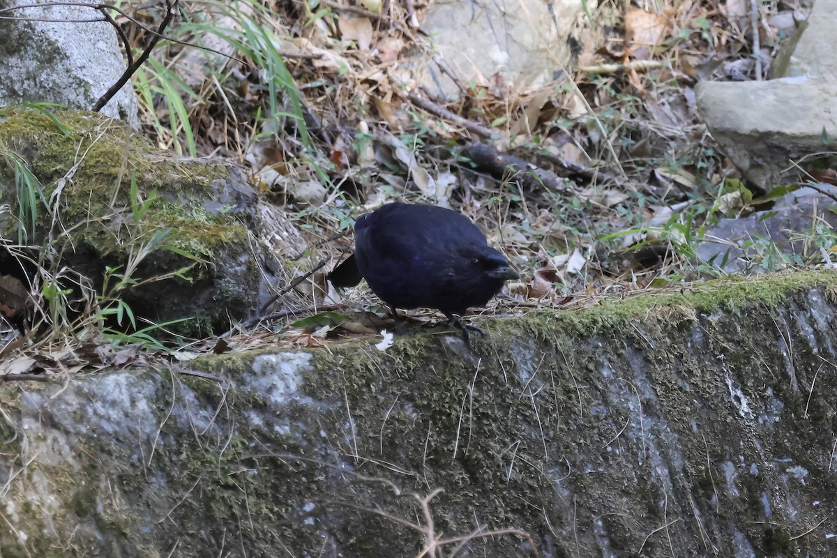 Taiwan Whistling-Thrush - ML646662584