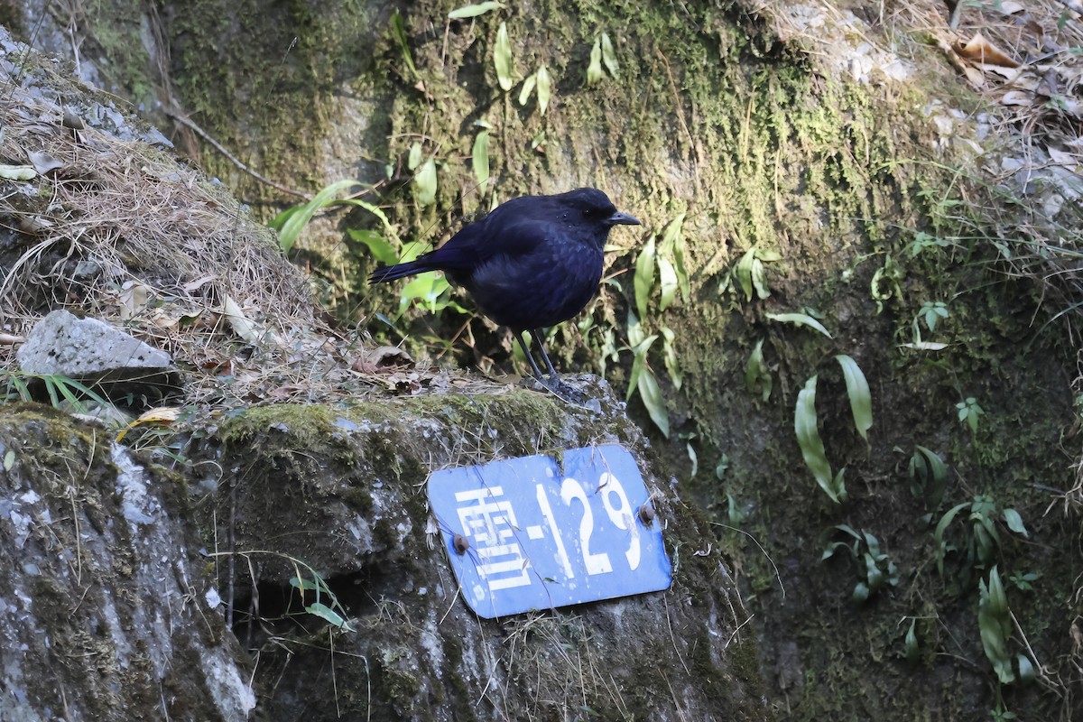 Taiwan Whistling-Thrush - ML646662585
