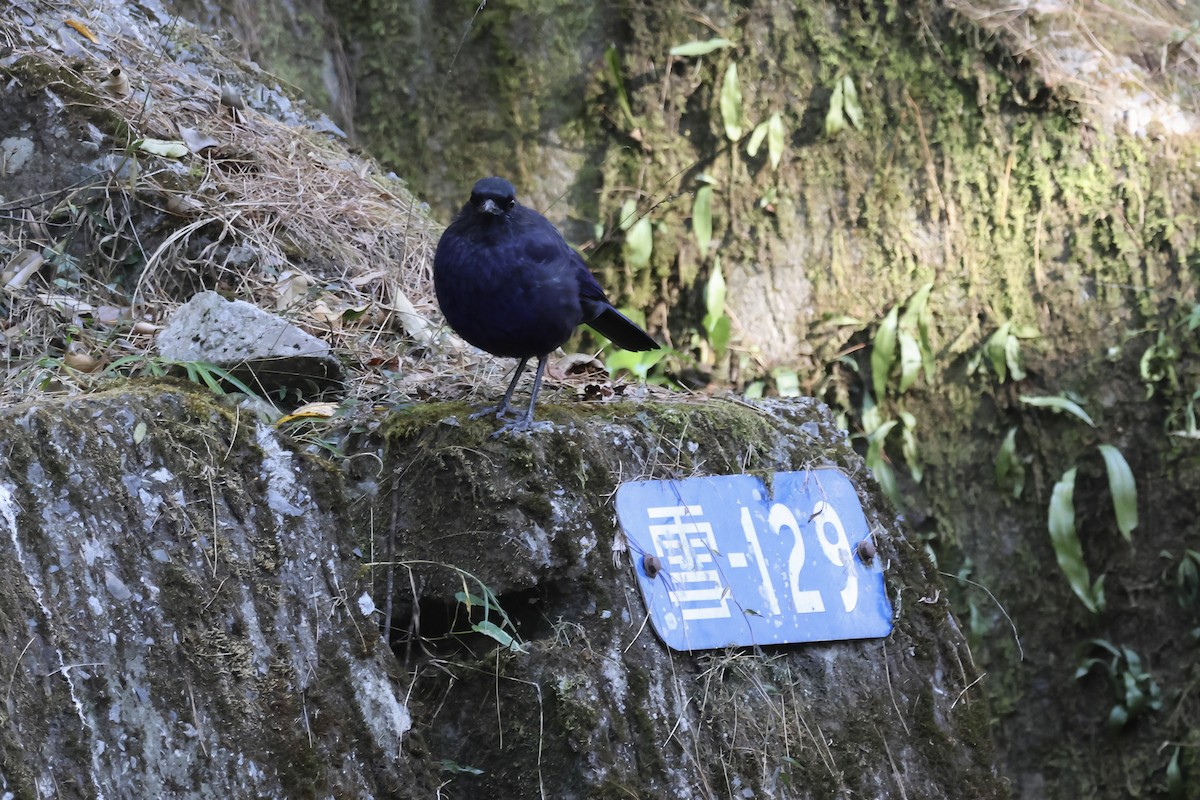 Taiwan Whistling-Thrush - ML646662586