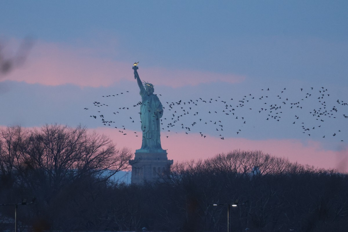 Ringelgans - ML646662587