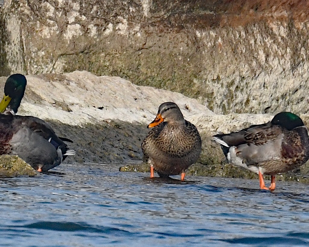 Germano reale - ML646662589