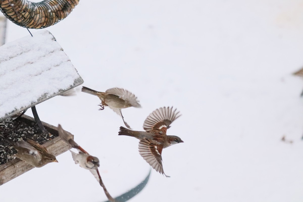 House Sparrow - ML646662590