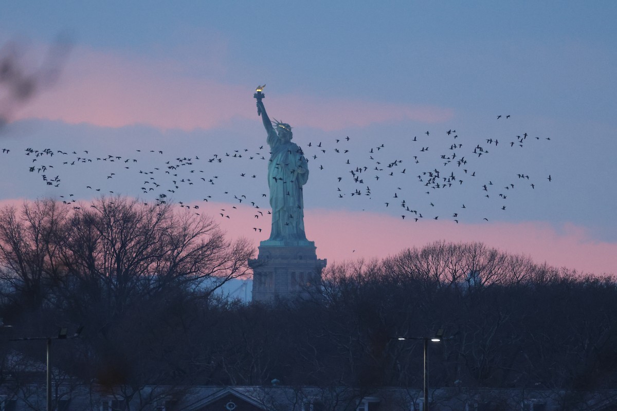 Ringelgans - ML646662591