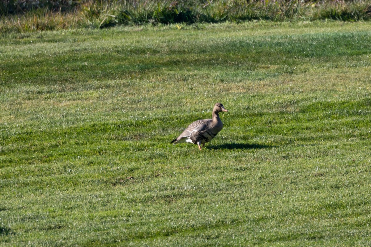 Greater White-fronted Goose - ML646662592