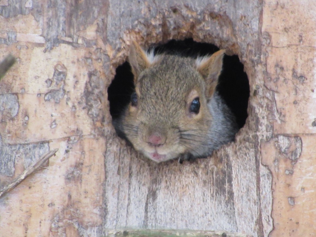 灰松鼠 - ML646662598