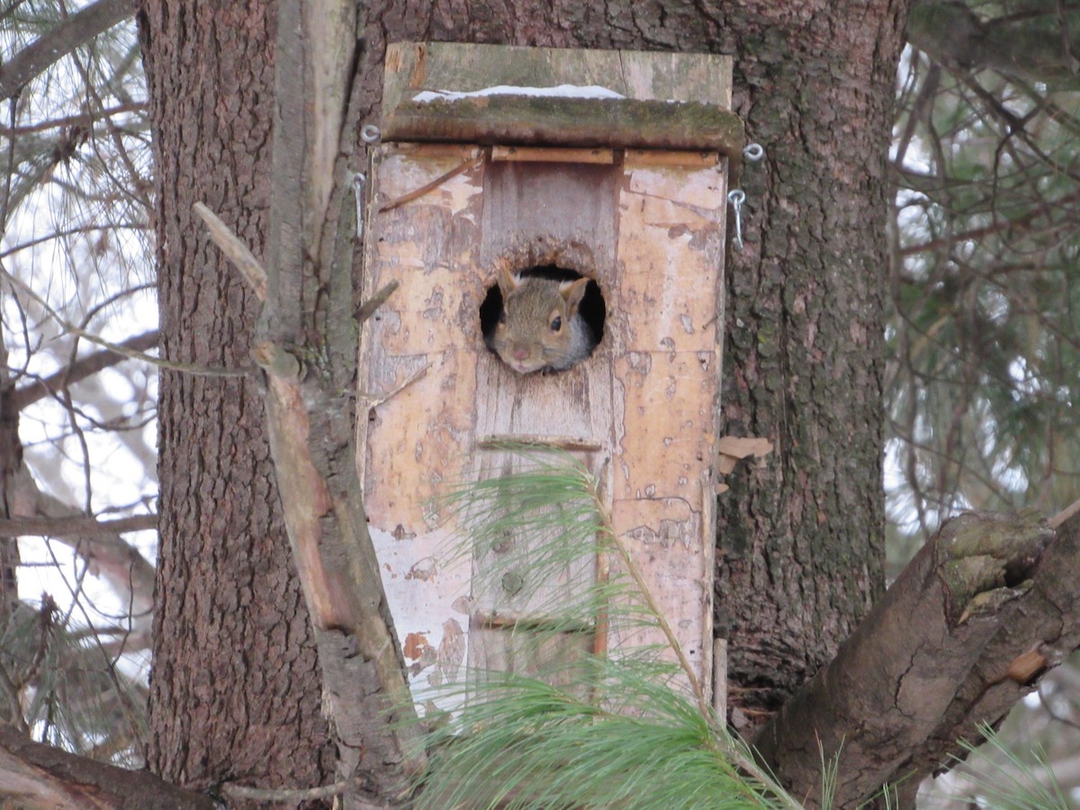 灰松鼠 - ML646662599