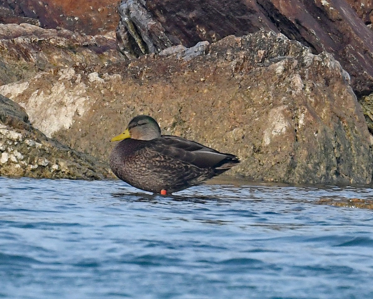 American Black Duck - ML646662603