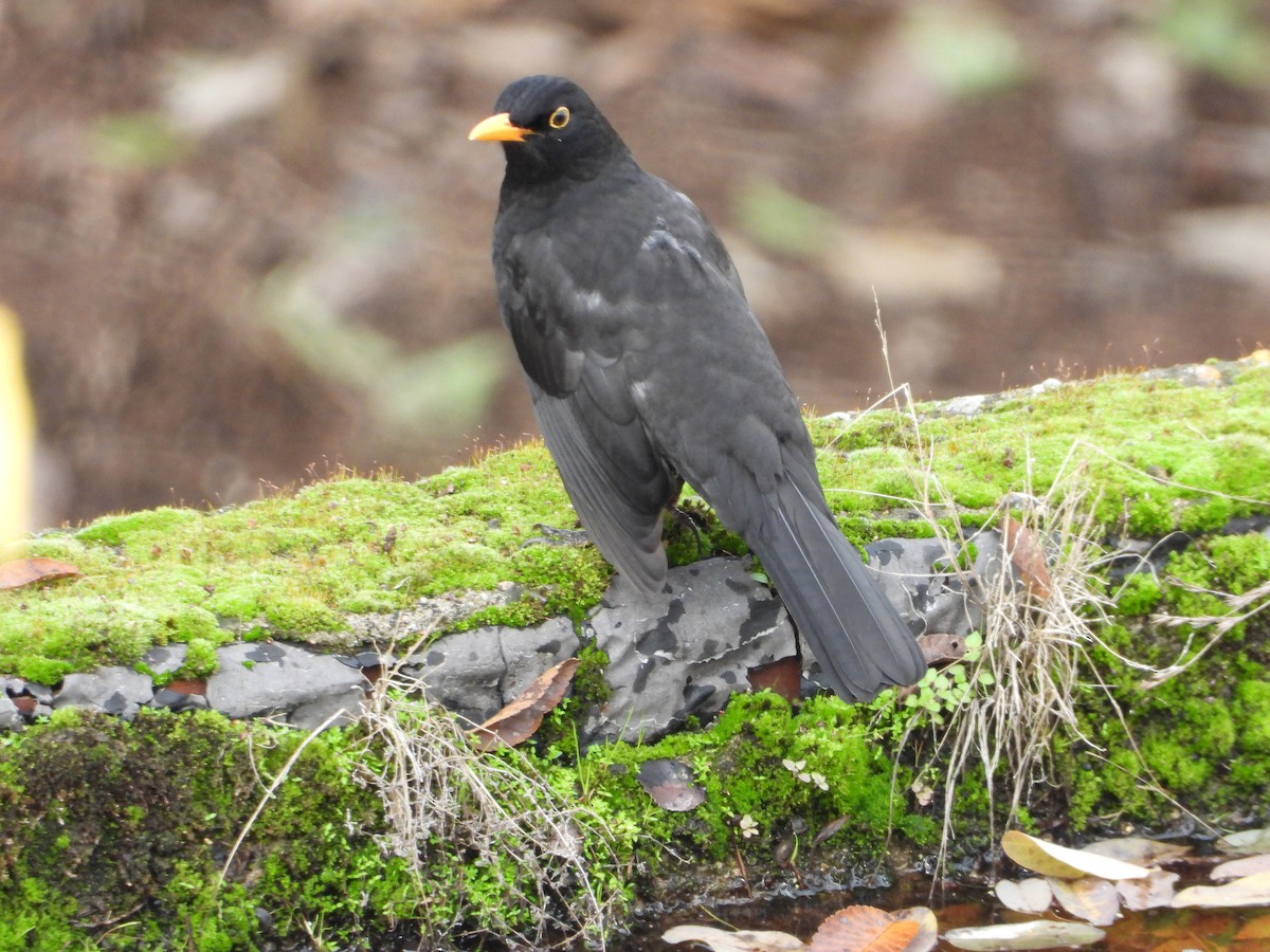 kos černý - ML646662608