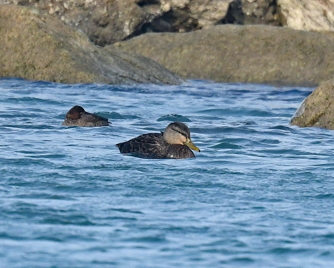 American Black Duck - ML646662611