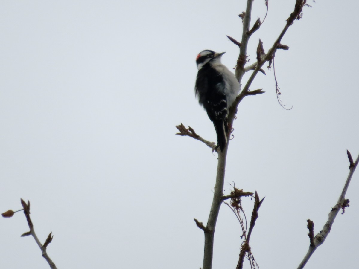 Дятел пухнастий - ML646662612