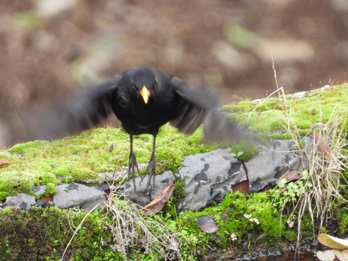 kos černý - ML646662613