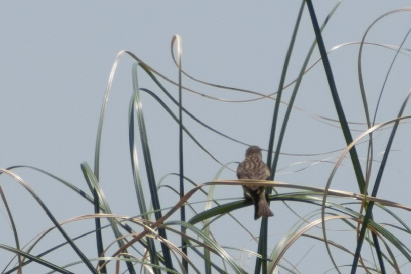 Короткоклювый зерноед - ML646662617