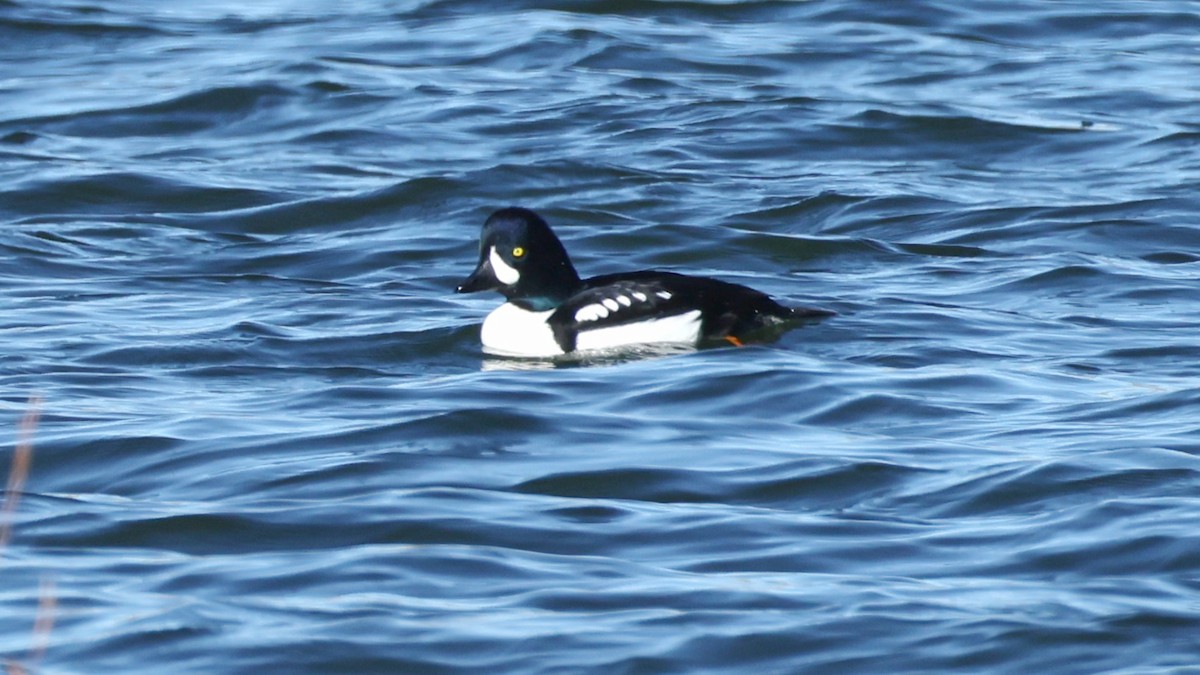 Barrow's Goldeneye - ML646662626