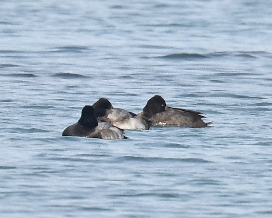 Lesser Scaup - ML646662627