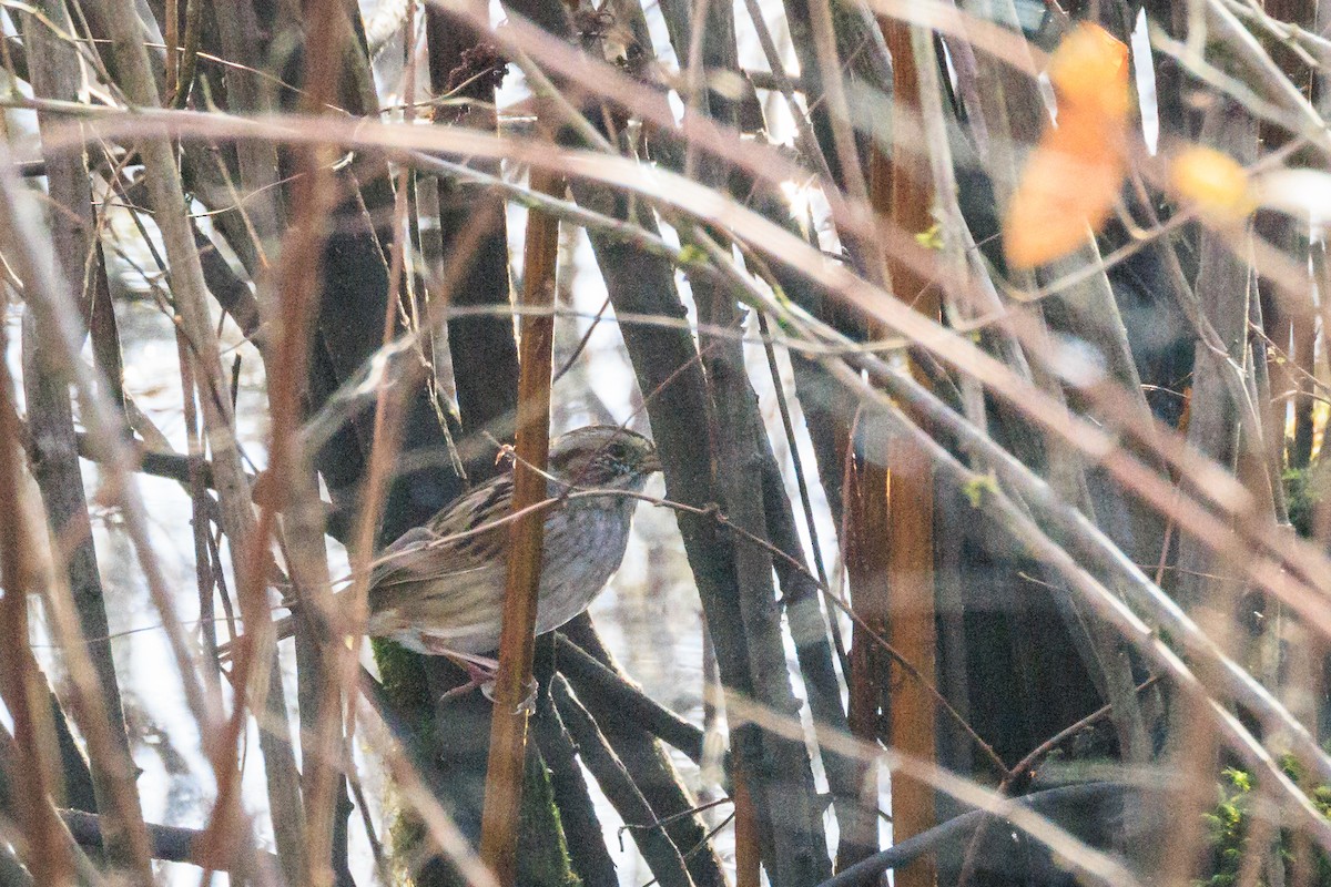 Sumpfammer - ML646662631