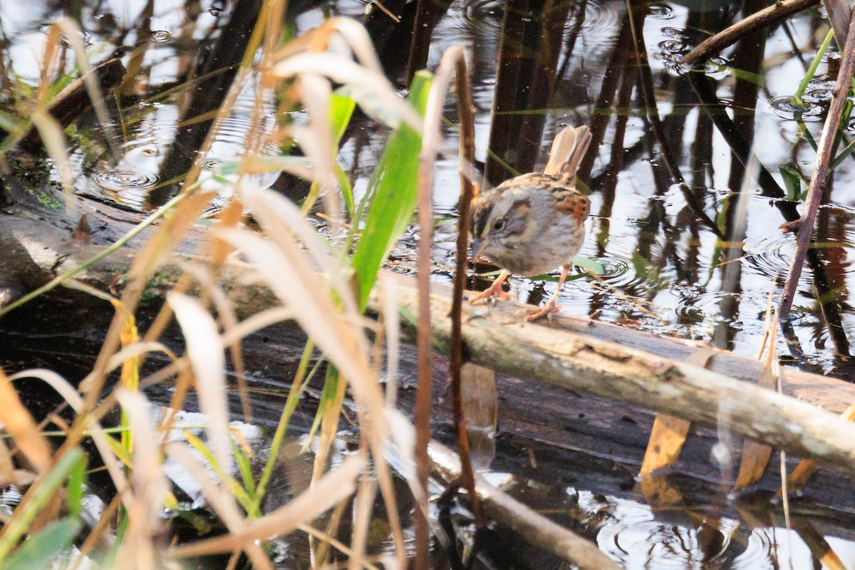 Sumpfammer - ML646662632