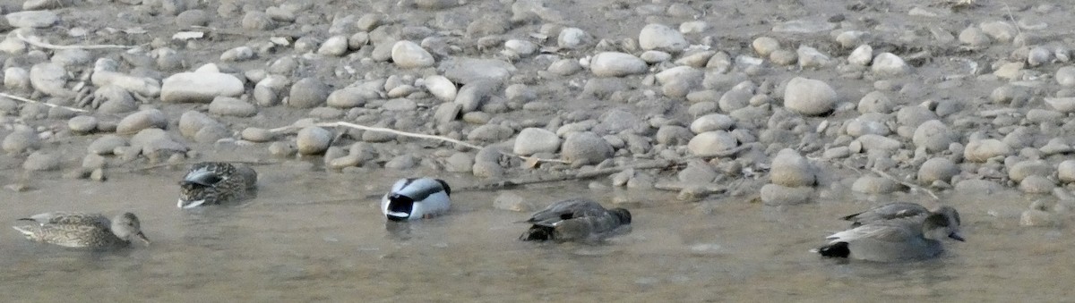 Gadwall - ML646662636