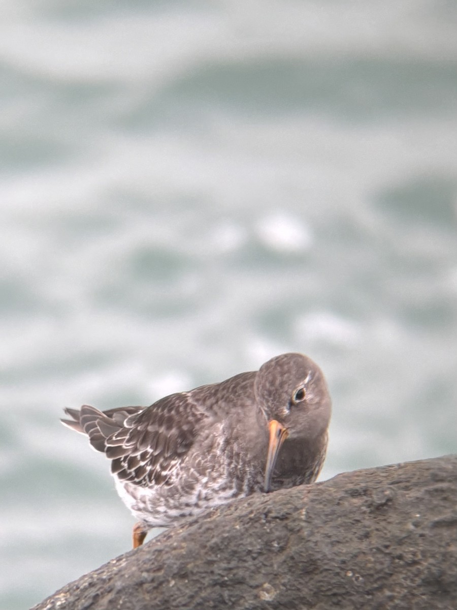 Purple Sandpiper - ML646662639