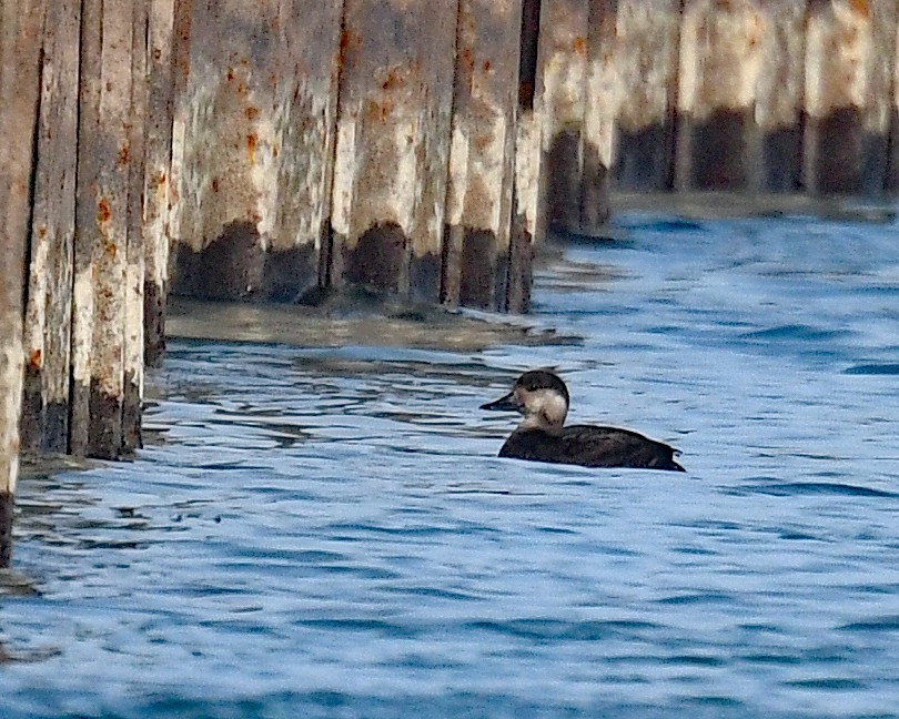 Black Scoter - ML646662648