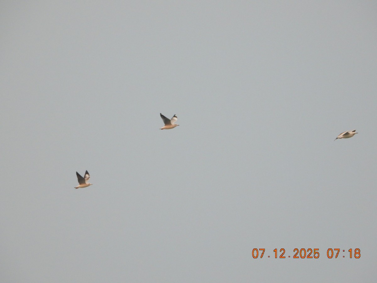 racek hnědohlavý - ML646662650