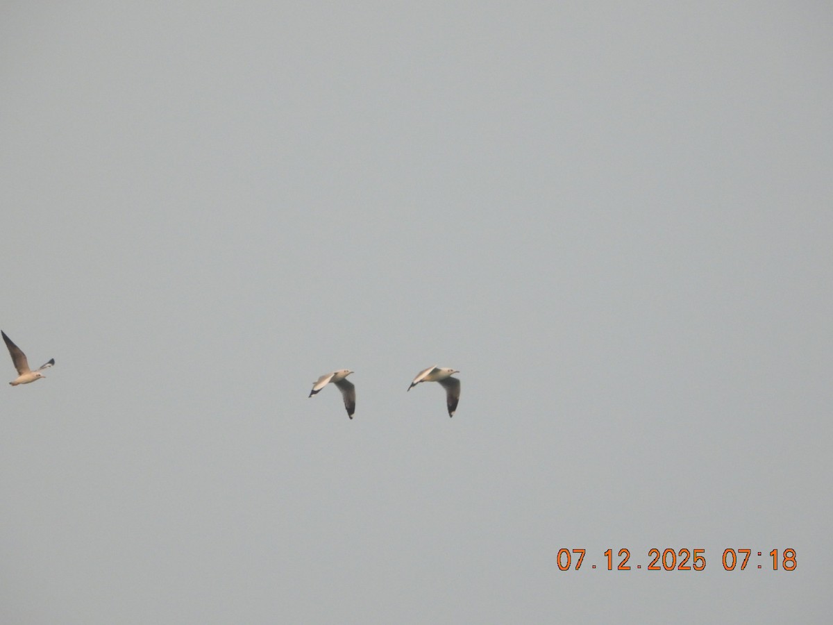 racek hnědohlavý - ML646662651