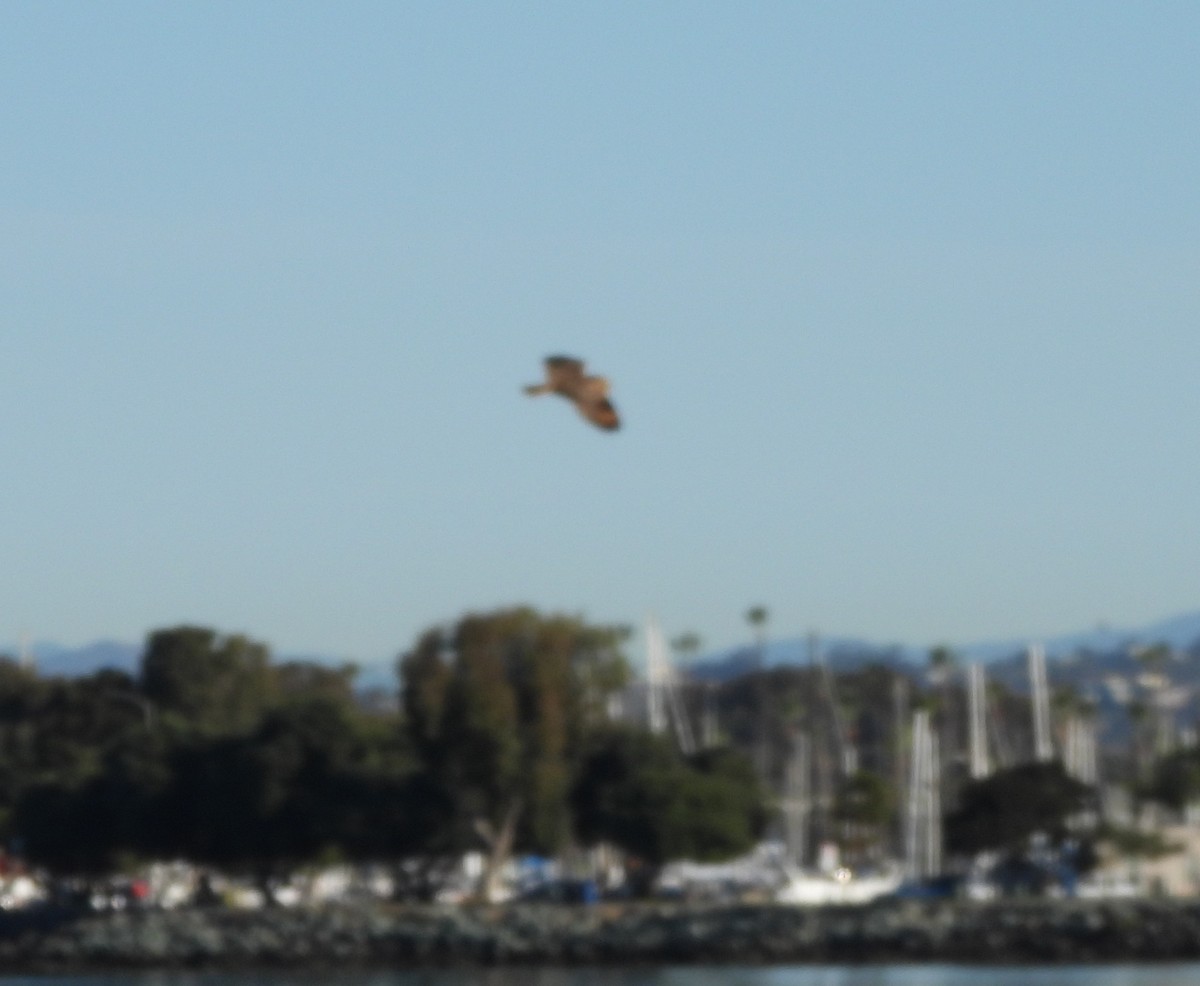 Hibou des marais (flammeus) - ML646662653