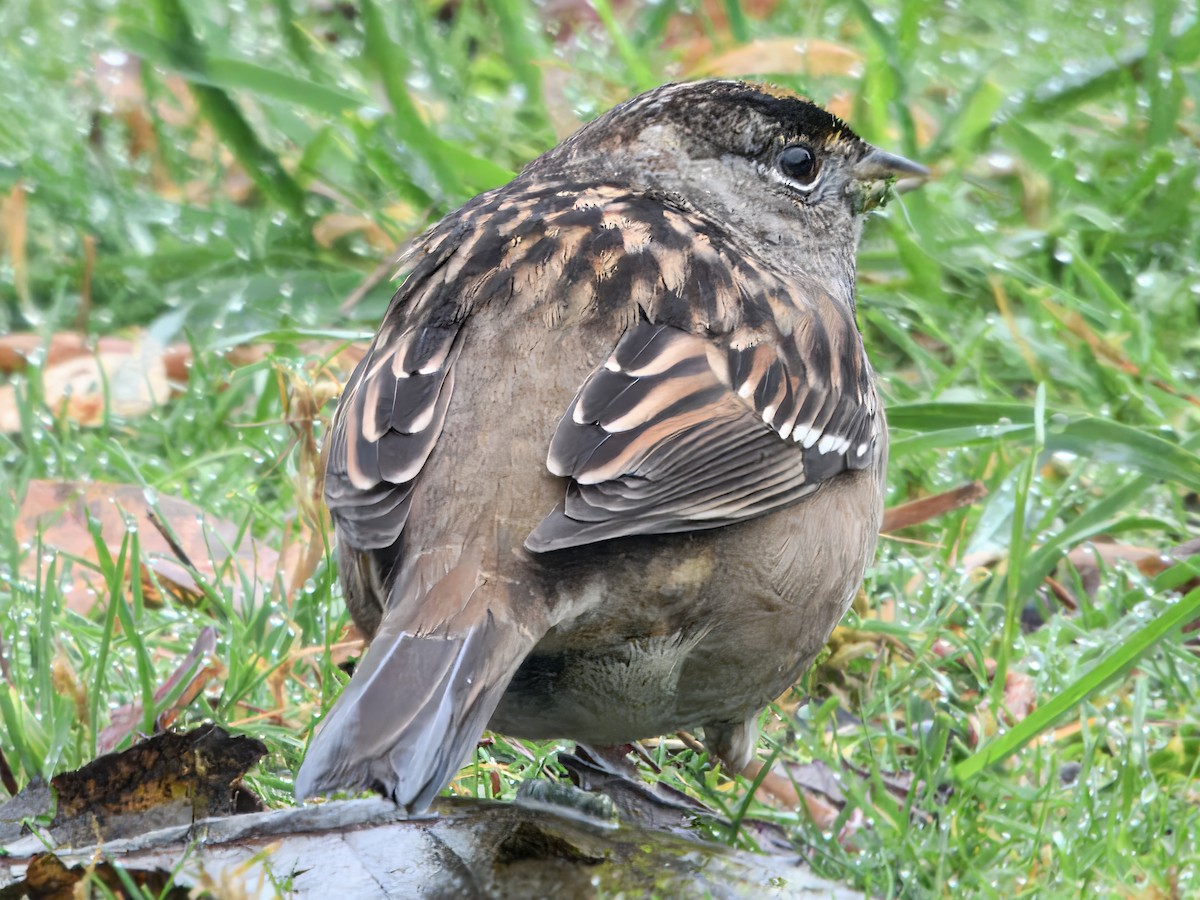 Golden-crowned Sparrow - ML646662658