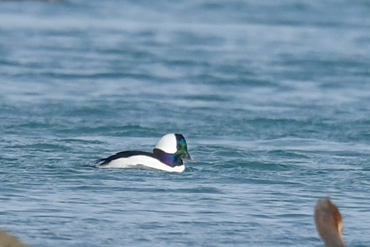 Bufflehead - ML646662659