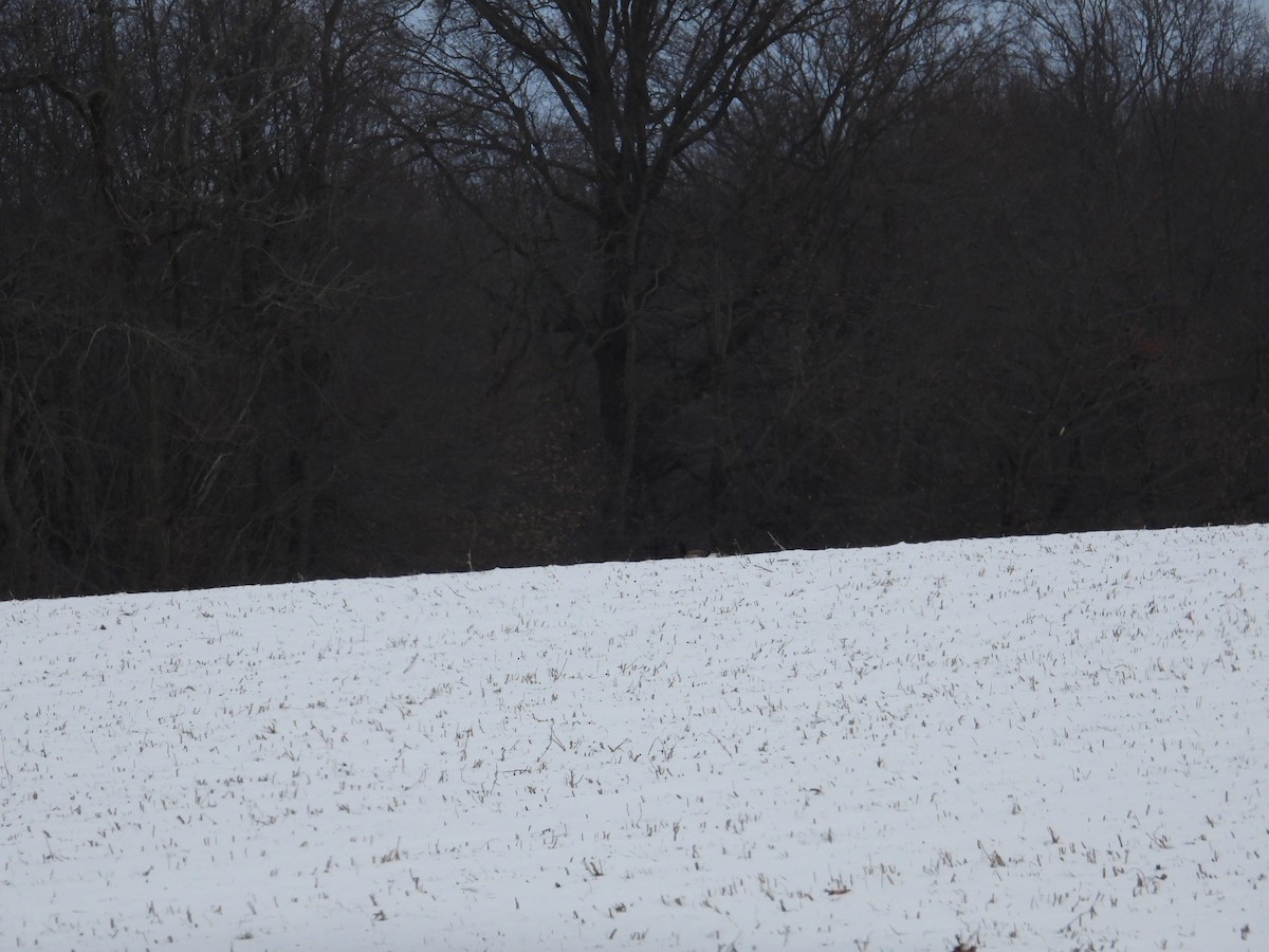 ringgås - ML646662660