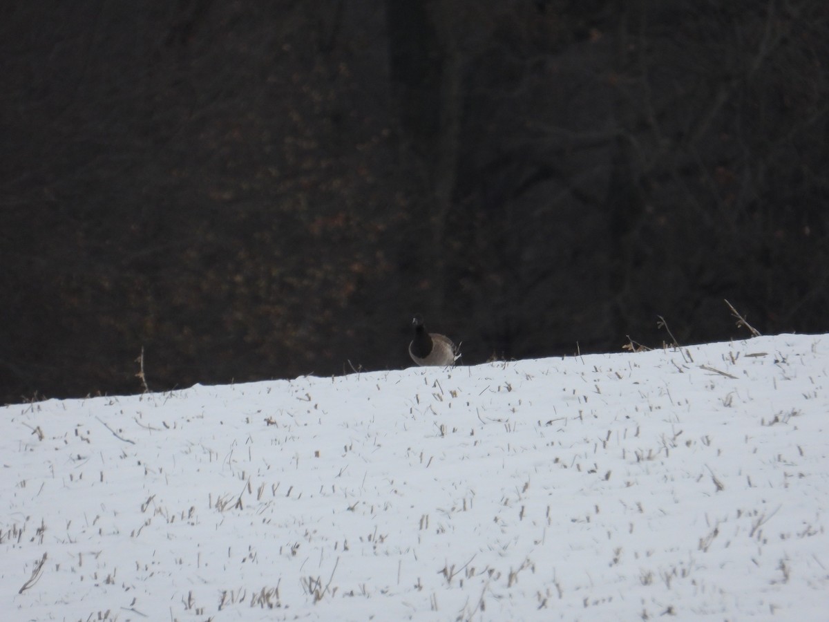 ringgås - ML646662661