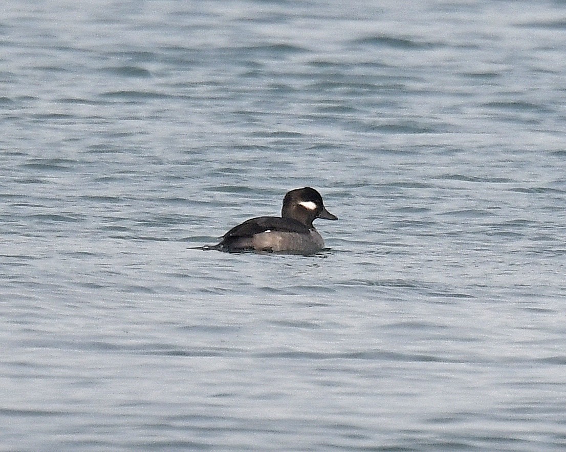 Bufflehead - ML646662669