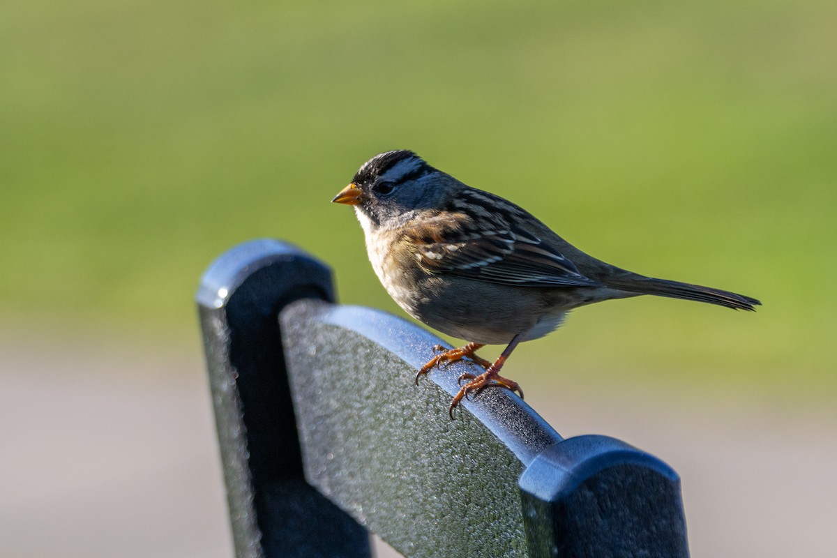 White-crowned Sparrow (Yellow-billed) - ML646662674