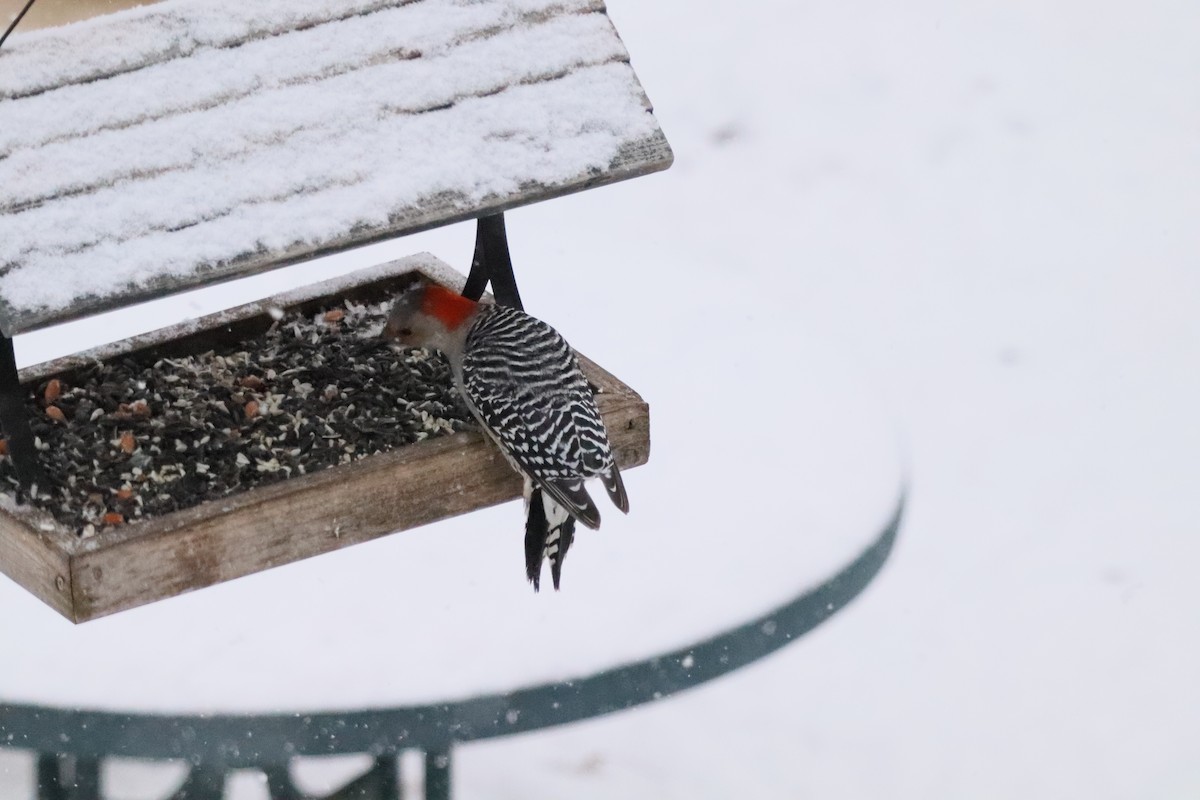 Red-bellied Woodpecker - ML646662675