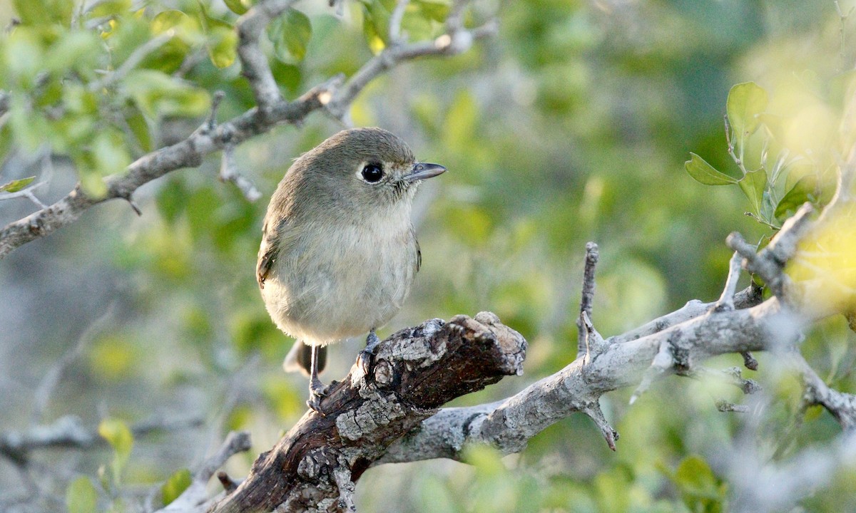 Hutton's Vireo - ML646662676