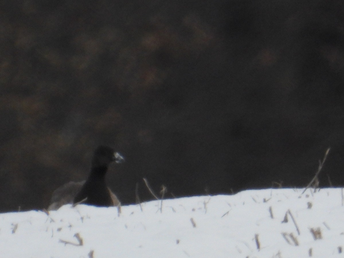 ringgås - ML646662678