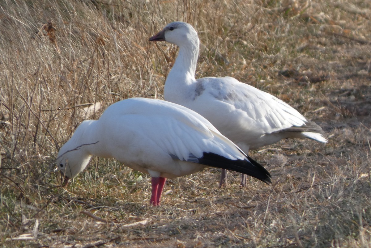 Ross's Goose - ML646662680