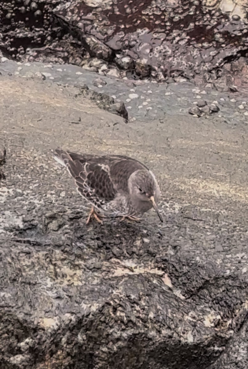 Purple Sandpiper - ML646662681