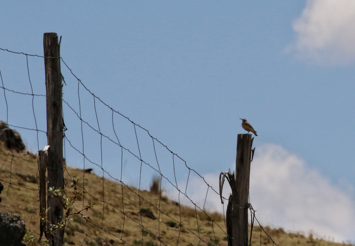 langnebbtunnelfugl - ML646662682