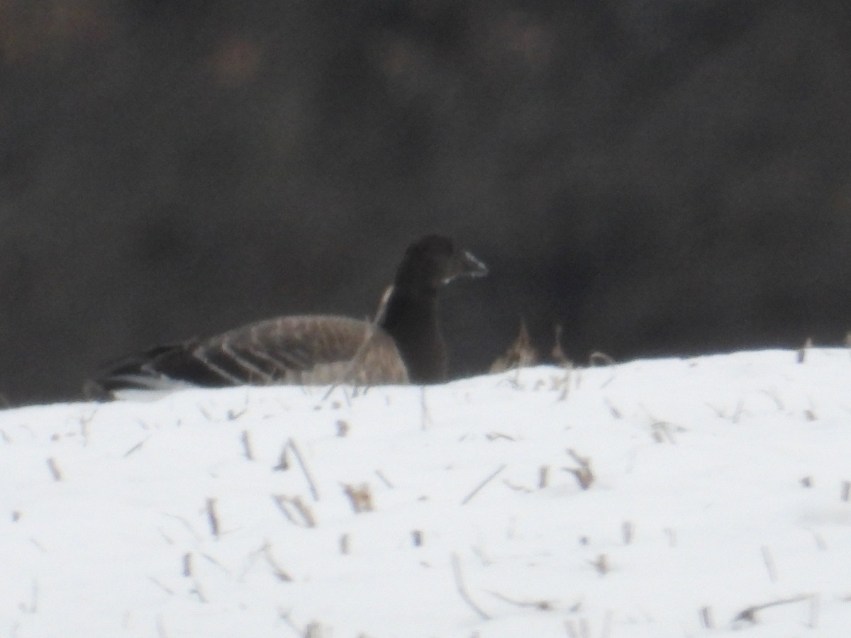 ringgås - ML646662683