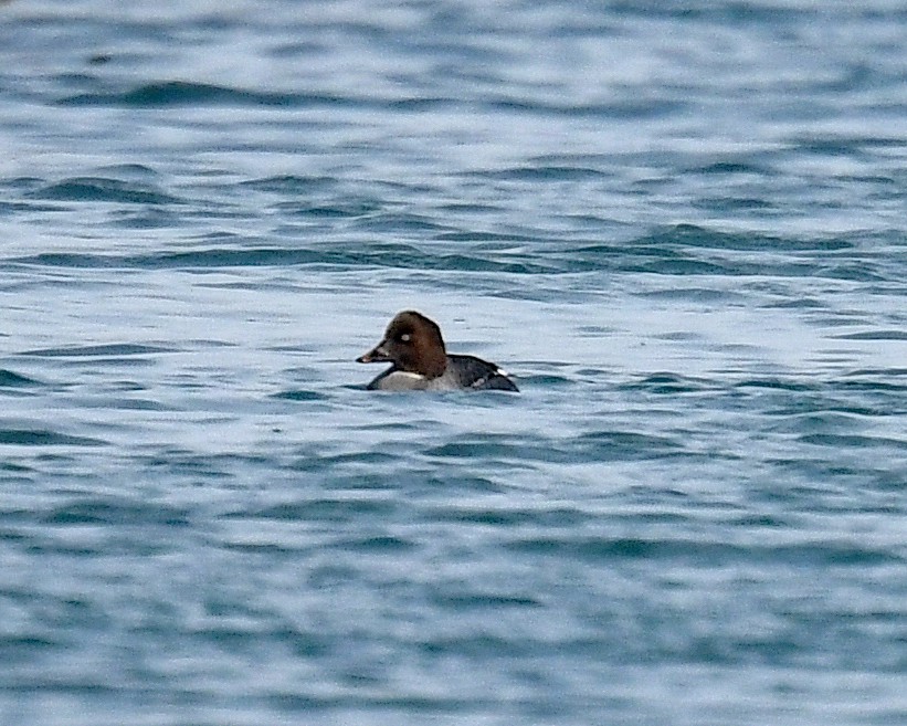 Quattrocchi - ML646662684