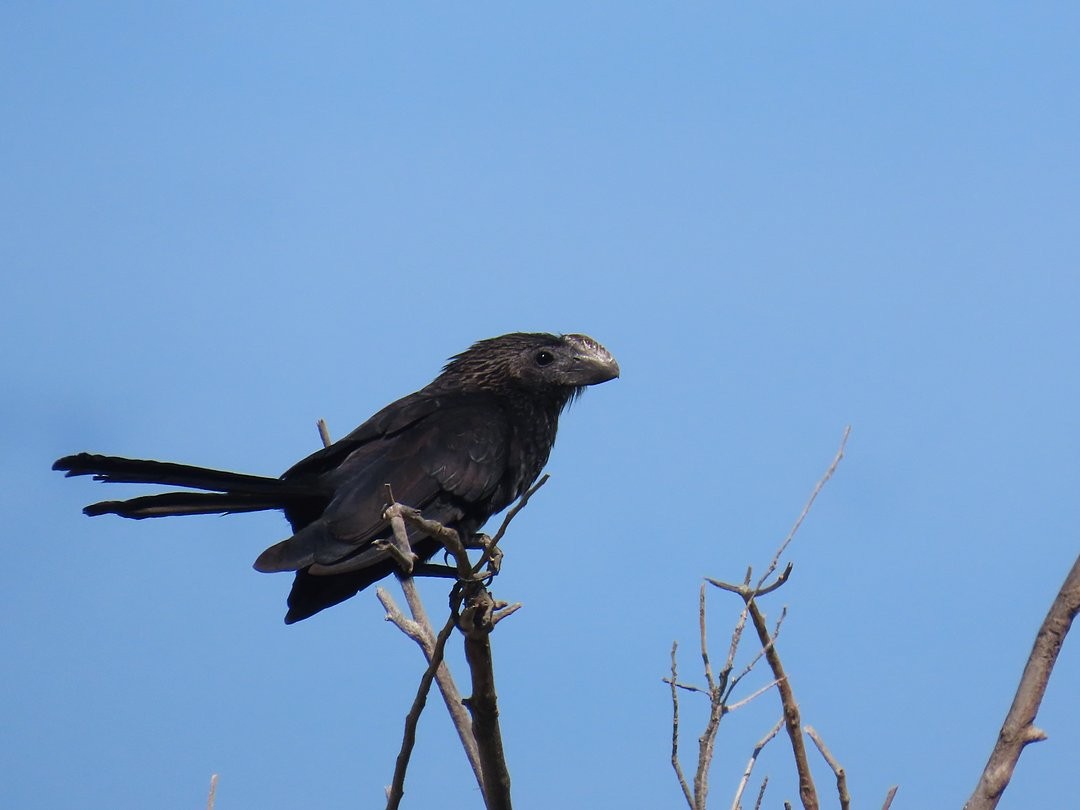 Smooth-billed Ani - ML646662685