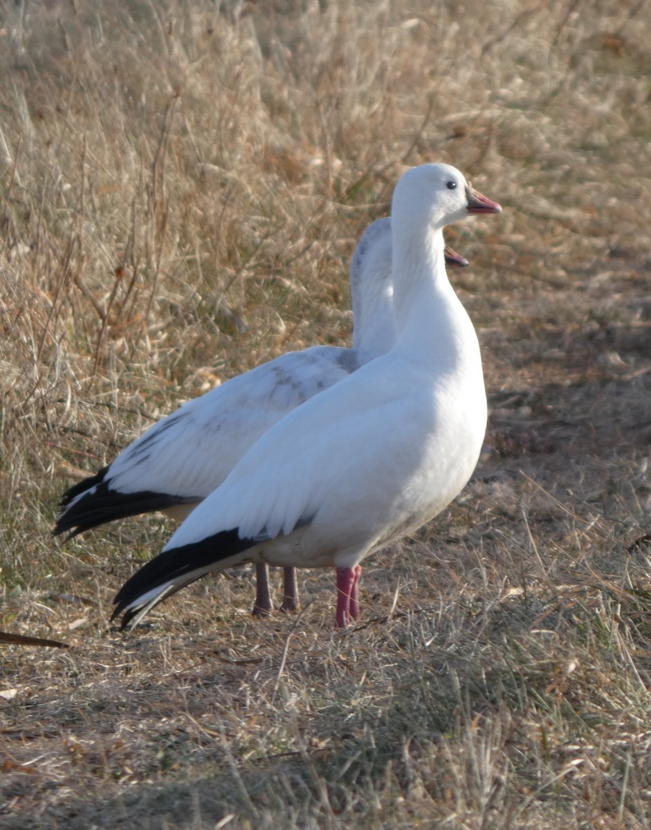 Ross's Goose - ML646662686