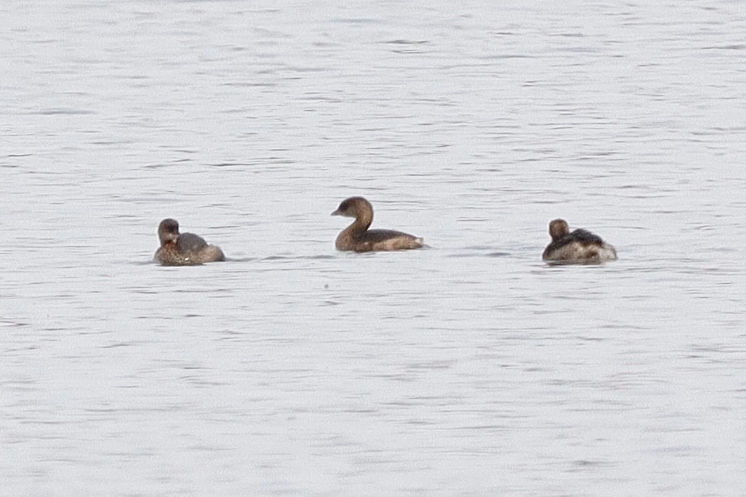 Pied-billed Grebe - ML646662687