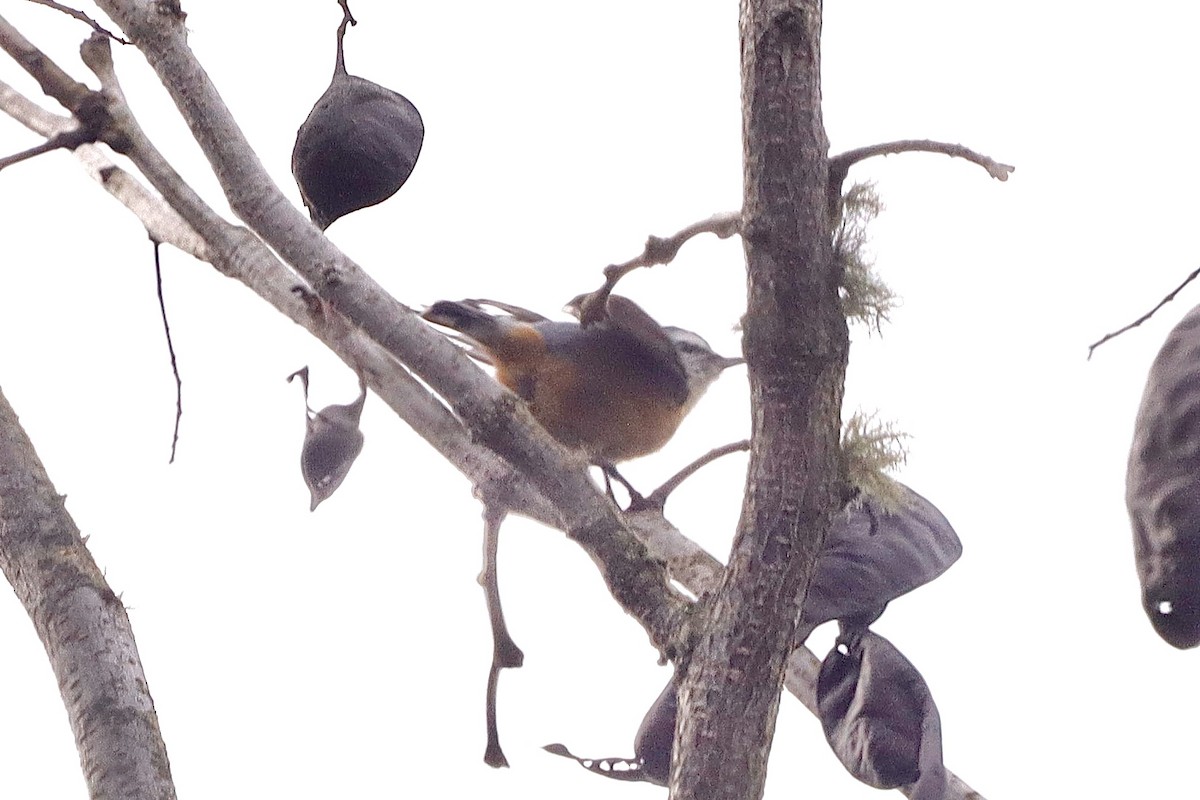 Red-breasted Nuthatch - ML646662689